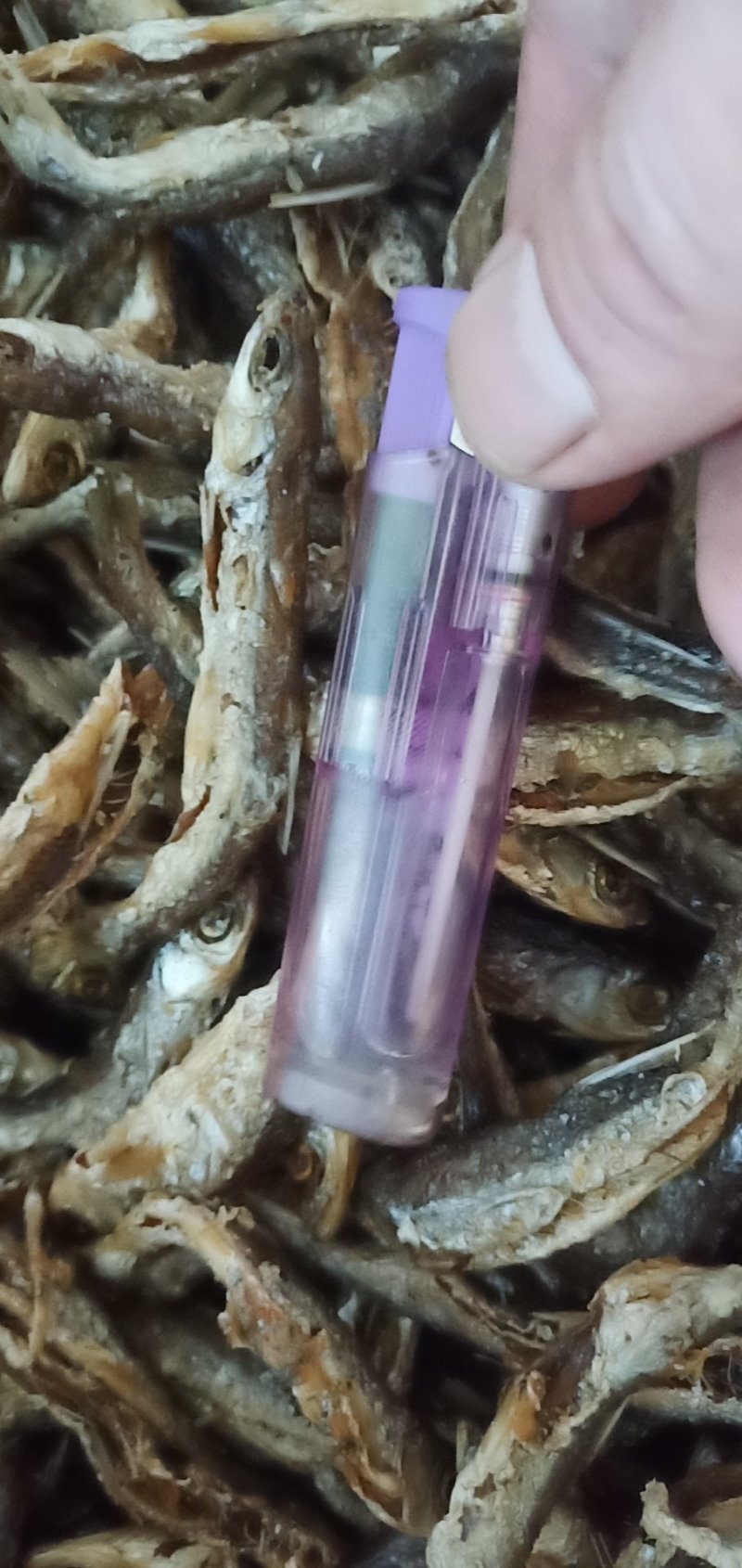 鱼干有货