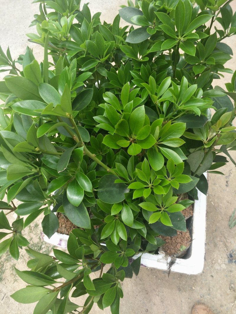八角嫁接杯苗，地苗，直生杯苗，直生苗