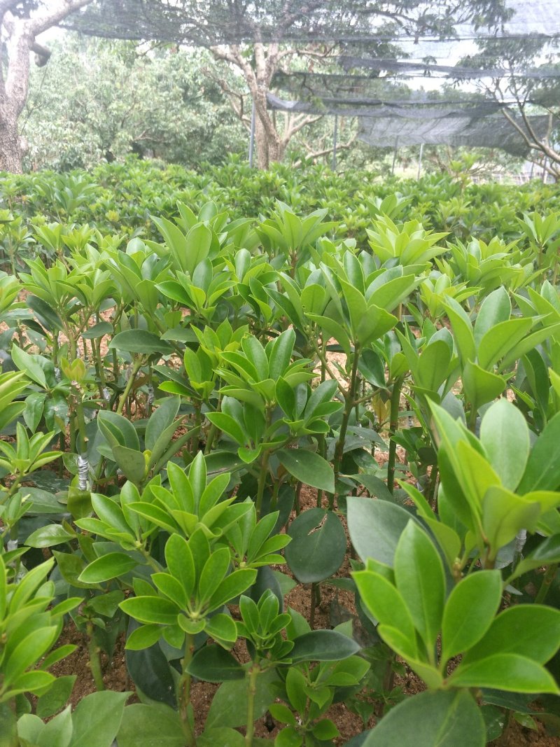 八角嫁接杯苗，地苗，直生杯苗，直生苗