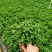 薄荷味道清新，办公桌必备绿植
