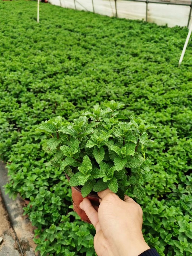 薄荷味道清新，办公桌必备绿植