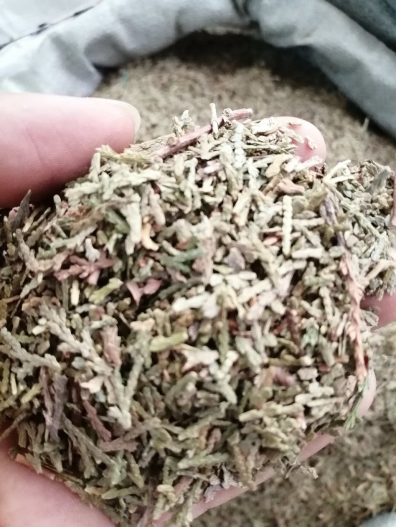 侧柏叶，统货，无杂质，颜色漂干度好，大量现货供应