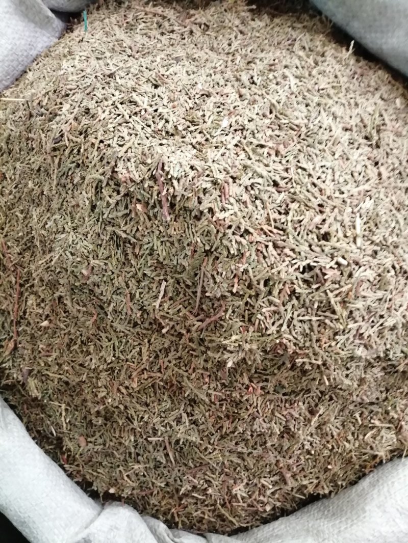 侧柏叶，统货，无杂质，颜色漂干度好，大量现货供应