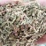 侧柏叶，统货，无杂质，颜色漂干度好，大量现货供应