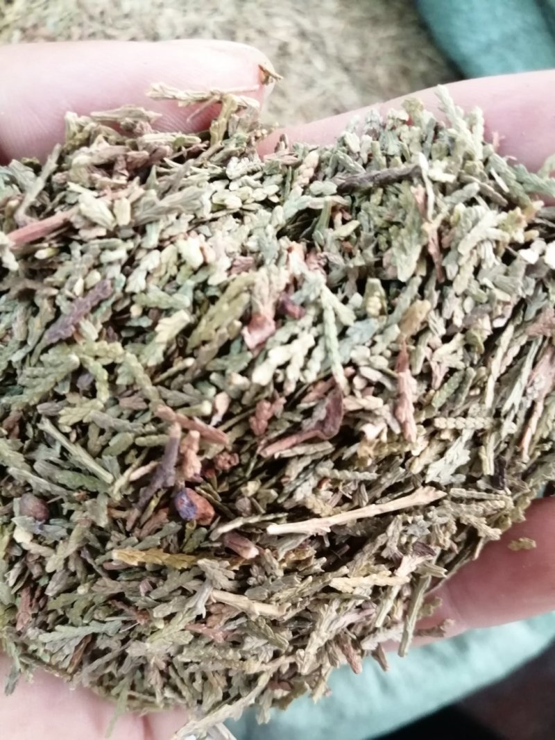 侧柏叶，统货，无杂质，颜色漂干度好，大量现货供应