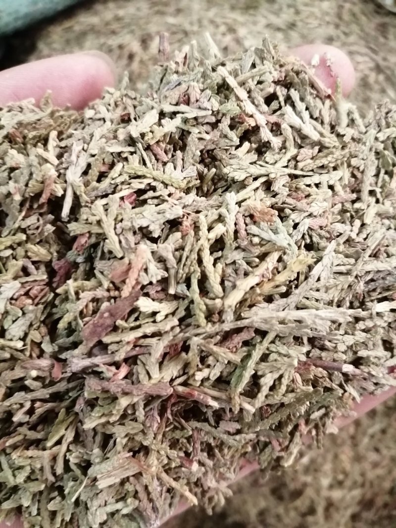 侧柏叶，统货，无杂质，颜色漂干度好，大量现货供应