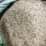 侧柏叶，统货，无杂质，颜色漂干度好，大量现货供应