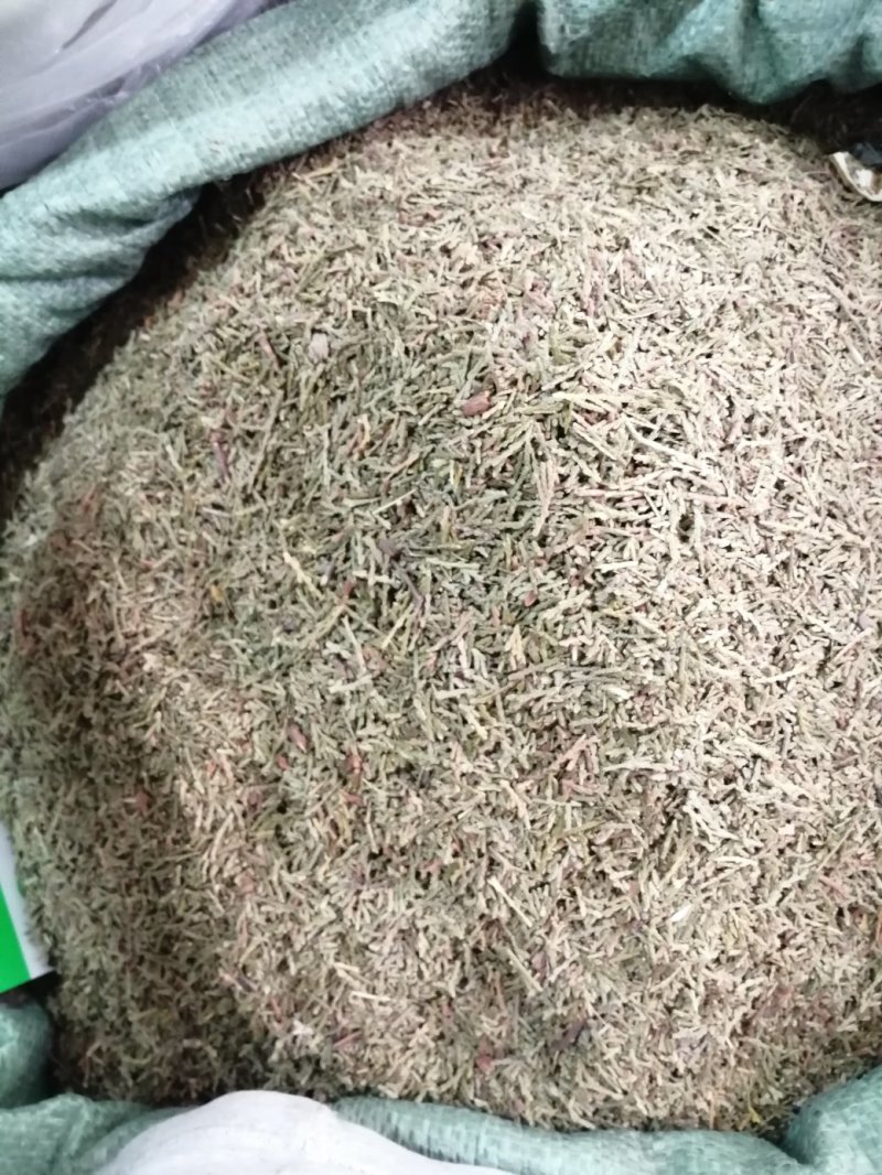 侧柏叶，统货，无杂质，颜色漂干度好，大量现货供应