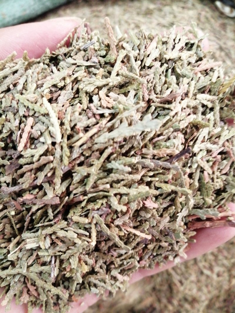 侧柏叶，统货，无杂质，颜色漂干度好，大量现货供应