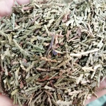 侧柏叶，统货，无杂质，颜色漂干度好，大量现货供应
