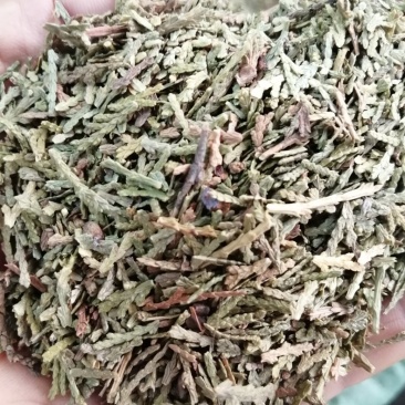 侧柏叶，统货，无杂质，颜色漂干度好，大量现货供应