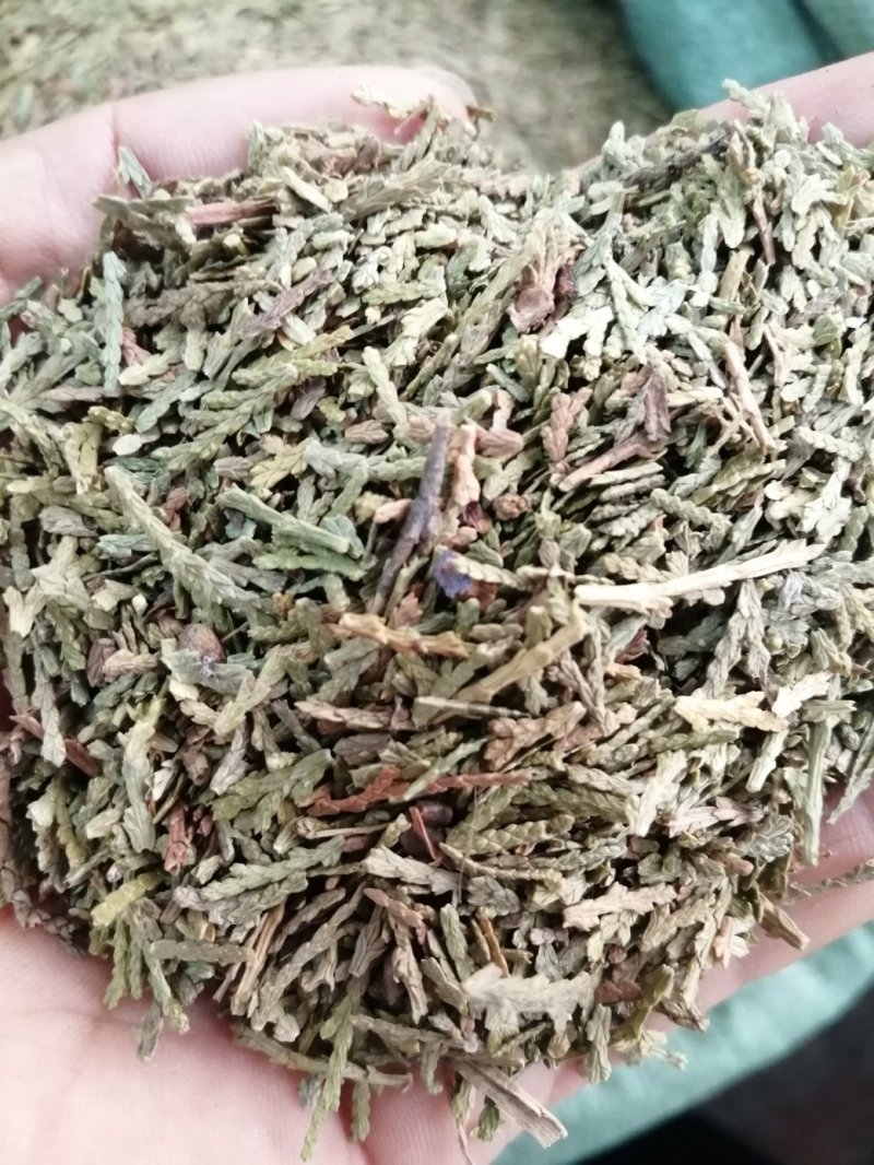 侧柏叶，统货，无杂质，颜色漂干度好，大量现货供应