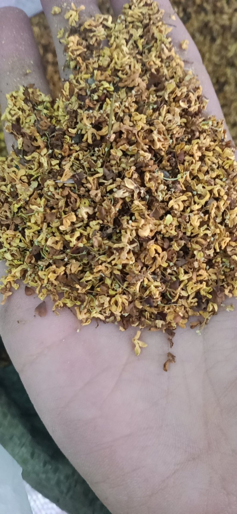 桂花各种规格香味十足桂花干1斤包邮