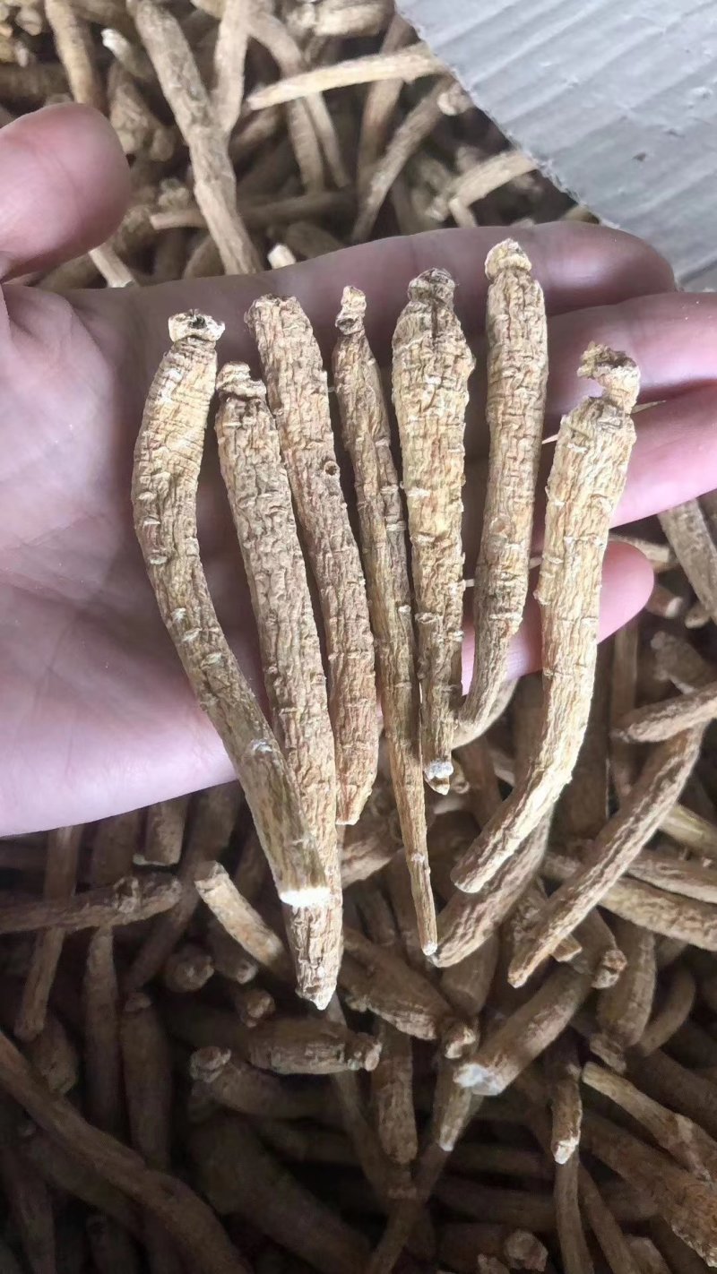 花旗参拿货1块钱一支，比药店的还要好