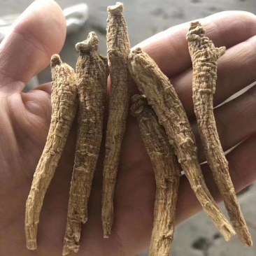 花旗参拿货1块钱一支，比药店的还要好