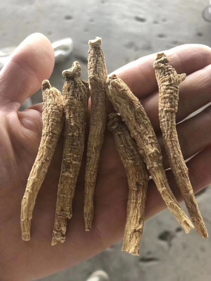 花旗参拿货1块钱一支，比药店的还要好