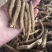 花旗参拿货1块钱一支，比药店的还要好