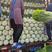 【黄心白菜】精品玲珑黄大白菜大量上市了质量保证欢迎采购