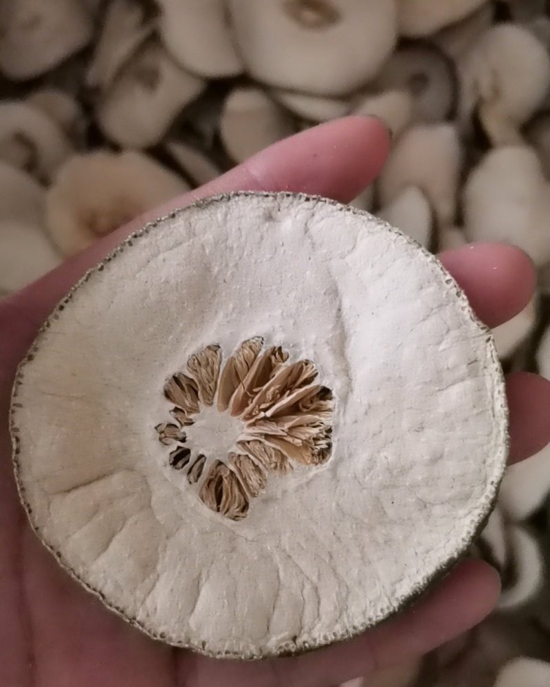 减肥果（瘦瘦果）诚信第一价格便宜
