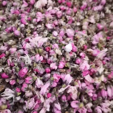桃花茶诚信第一质量保证大量批发零售