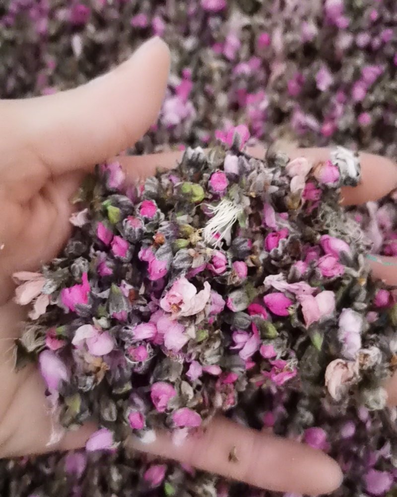 桃花茶诚信第一质量保证大量批发零售