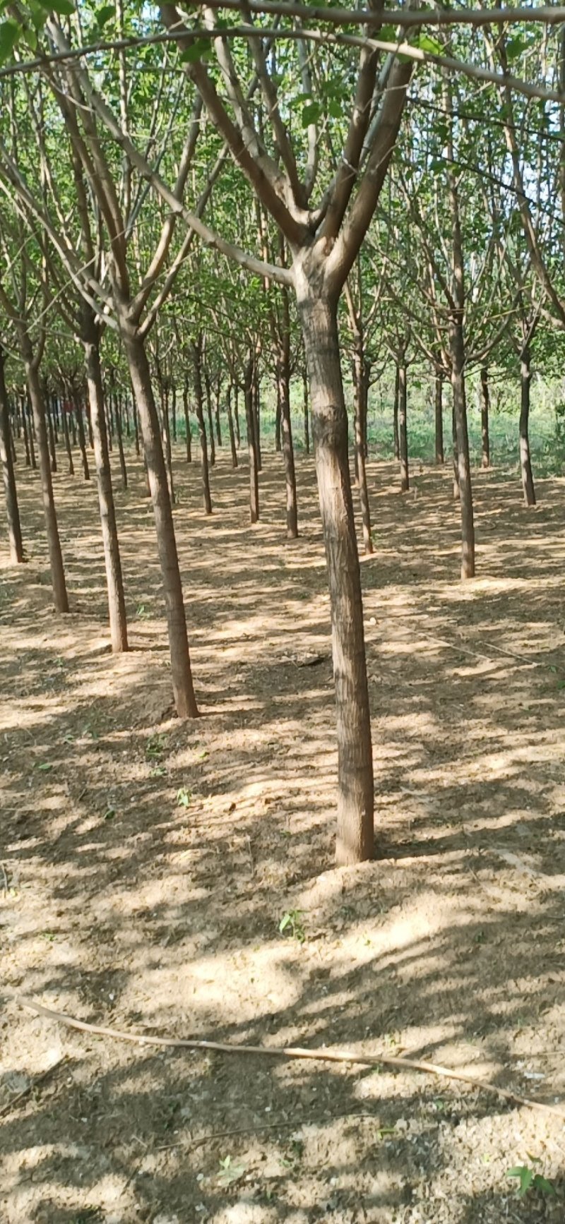 黑珍珠万亩桑葚苗抗寒包种技术大量批发零售