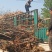 黑珍珠万亩桑葚苗抗寒包种技术大量批发零售