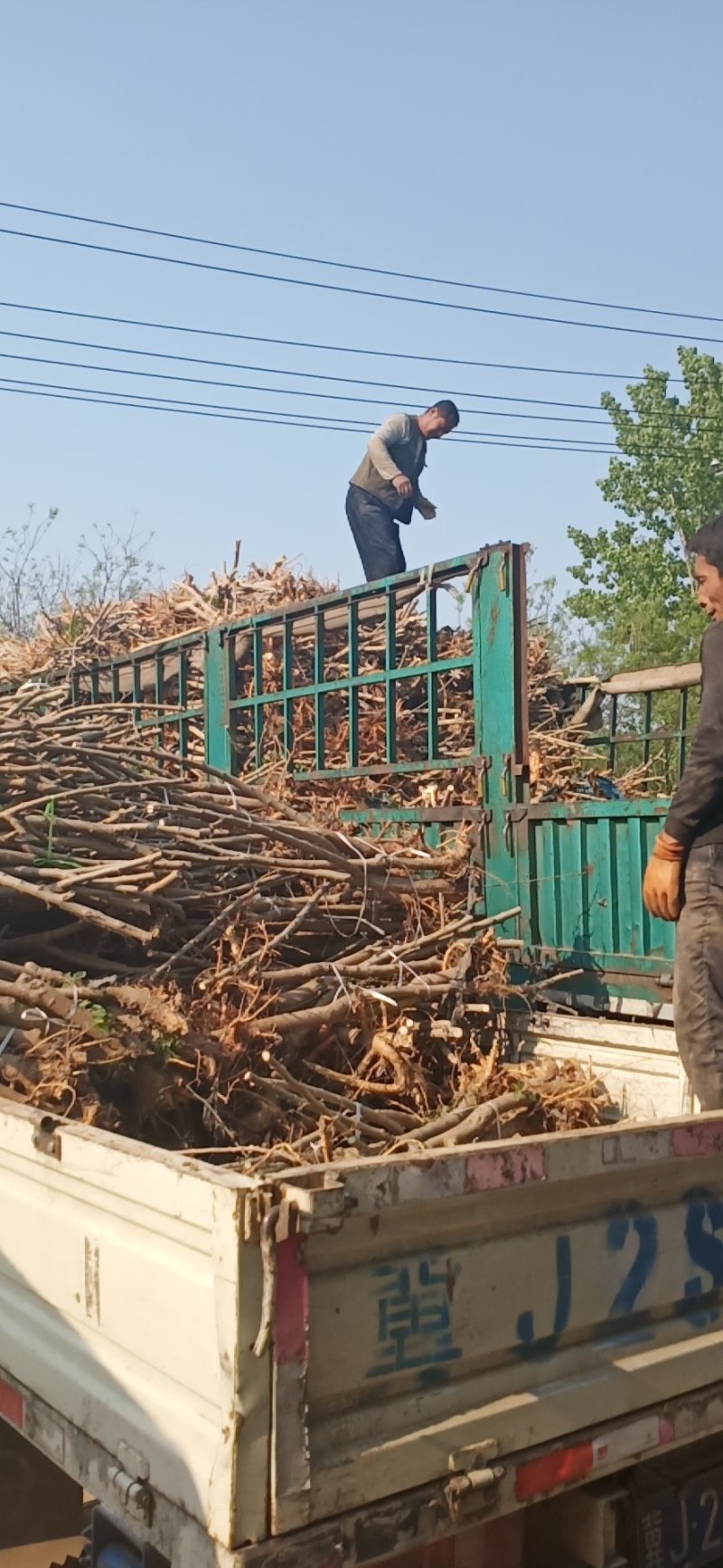 黑珍珠万亩桑葚苗抗寒包种技术大量批发零售