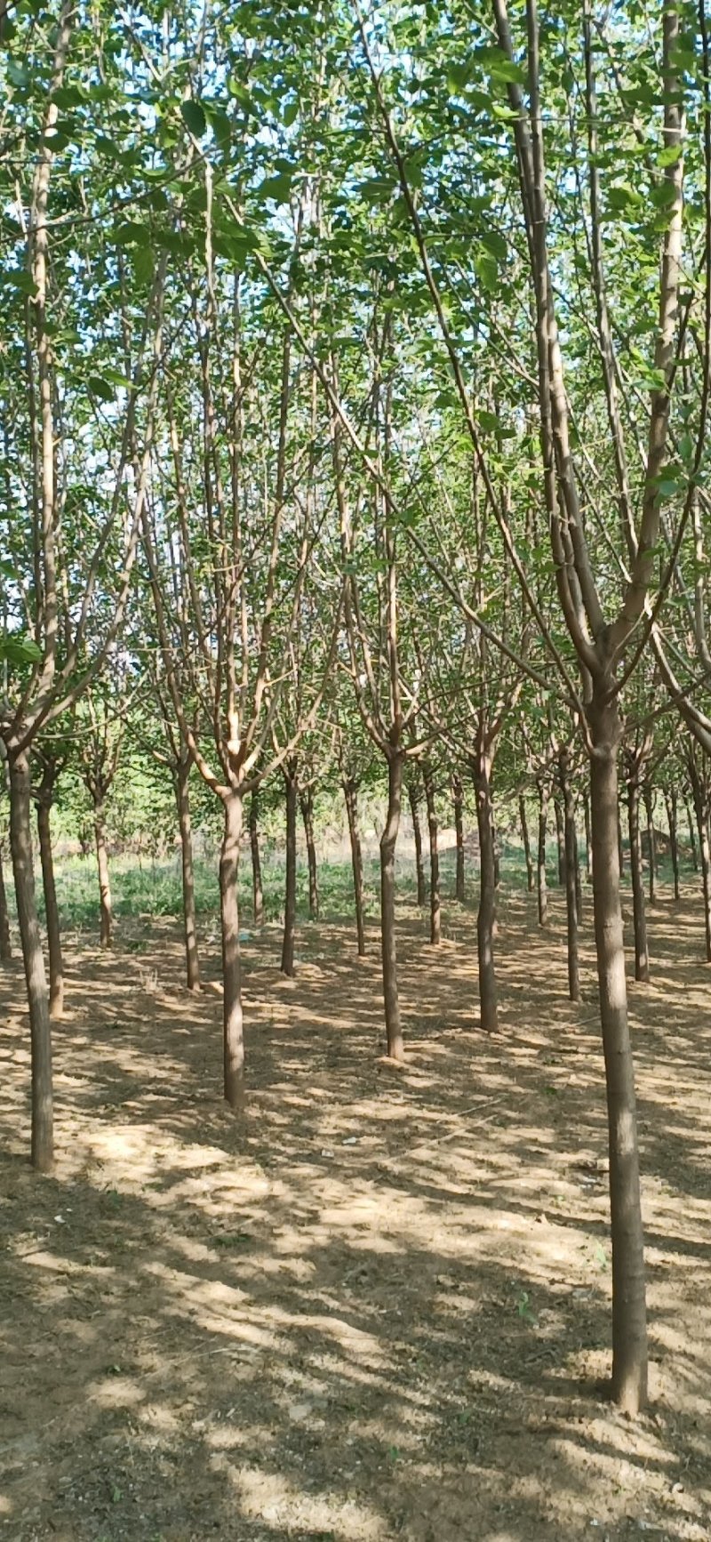 黑珍珠万亩桑葚苗抗寒包种技术大量批发零售