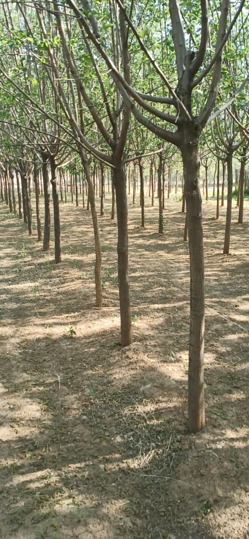 黑珍珠万亩桑葚苗抗寒包种技术大量批发零售