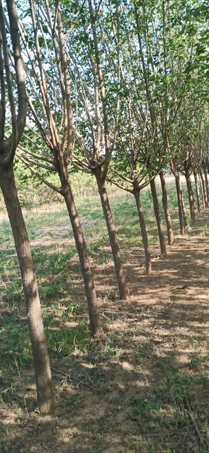 黑珍珠万亩桑葚苗抗寒包种技术大量批发零售