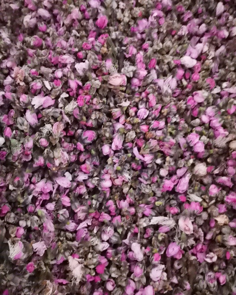 桃花茶诚信第一质量保证大量批发零售