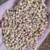 黄苦荞茶大量批发零售价格合适诚信第一