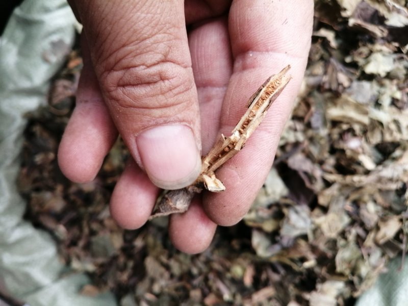 九节茶、九节风、肿节风、草珊瑚切片，好货现货供应
