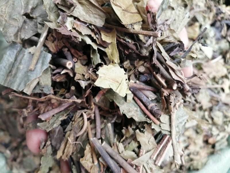 九节茶、九节风、肿节风、草珊瑚切片，好货现货供应