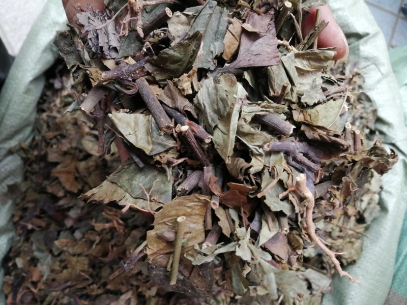 九节茶、九节风、肿节风、草珊瑚切片，好货现货供应