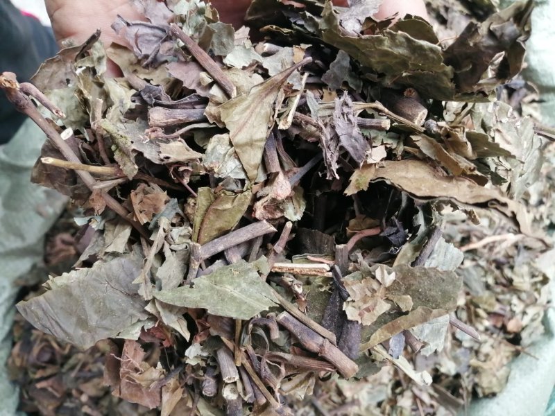 九节茶、九节风、肿节风、草珊瑚切片，好货现货供应