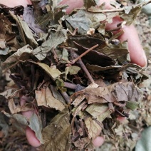 九节茶、九节风、肿节风、草珊瑚切片，好货现货供应