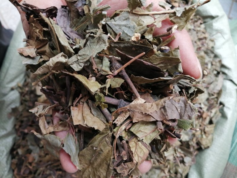 九节茶、九节风、肿节风、草珊瑚切片，好货现货供应