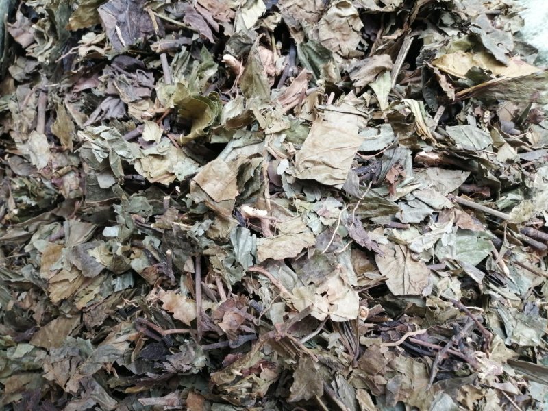 九节茶、九节风、肿节风、草珊瑚切片，好货现货供应