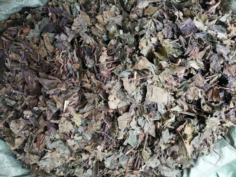 九节茶、九节风、肿节风、草珊瑚切片，好货现货供应
