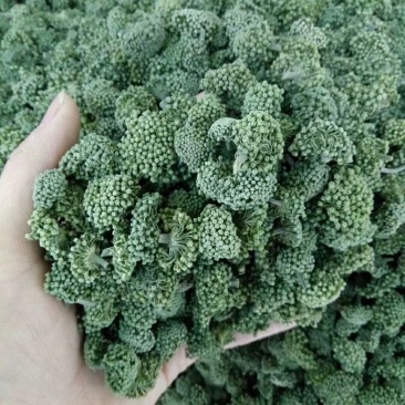 云南文山三七花，三年花，算是中等花，大小规格不一样。