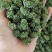 云南文山三七花，三年花，算是中等花，大小规格不一样。