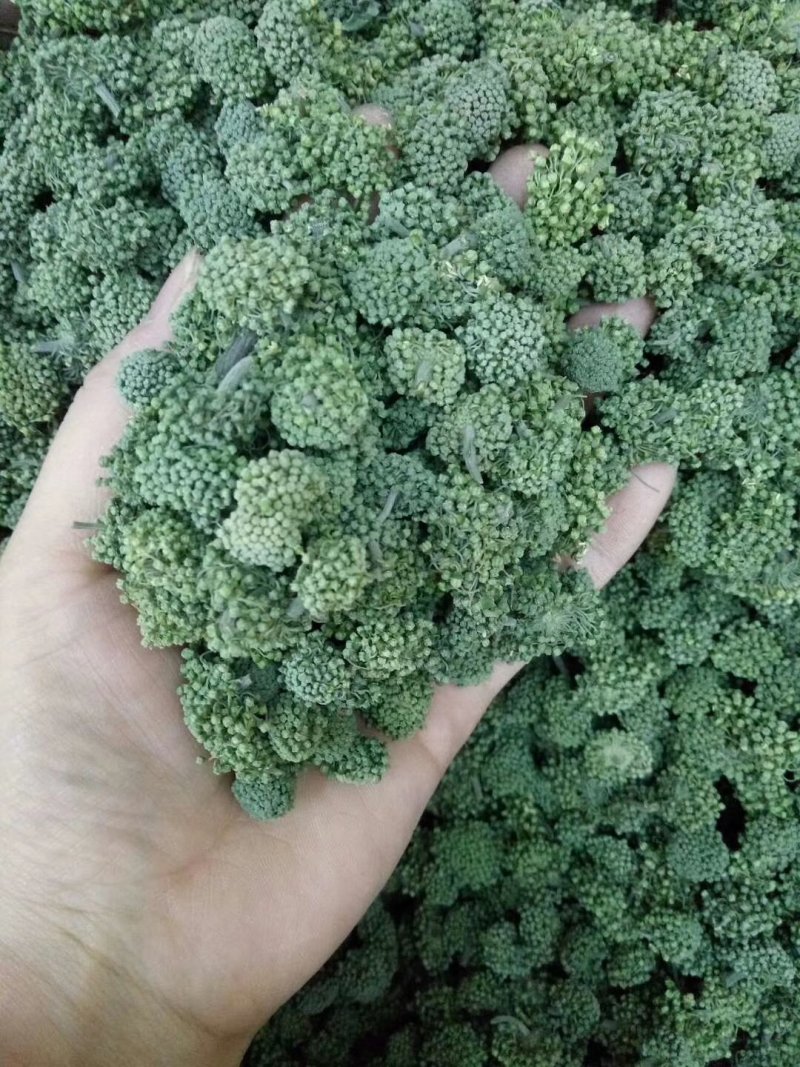 云南文山三七花，三年花，算是中等花，大小规格不一样。