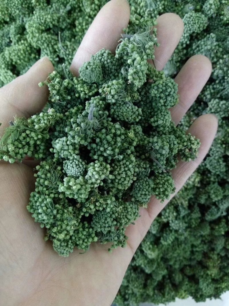 云南文山三七花，三年花，算是中等花，大小规格不一样。