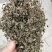 金钱草小叶干货野生