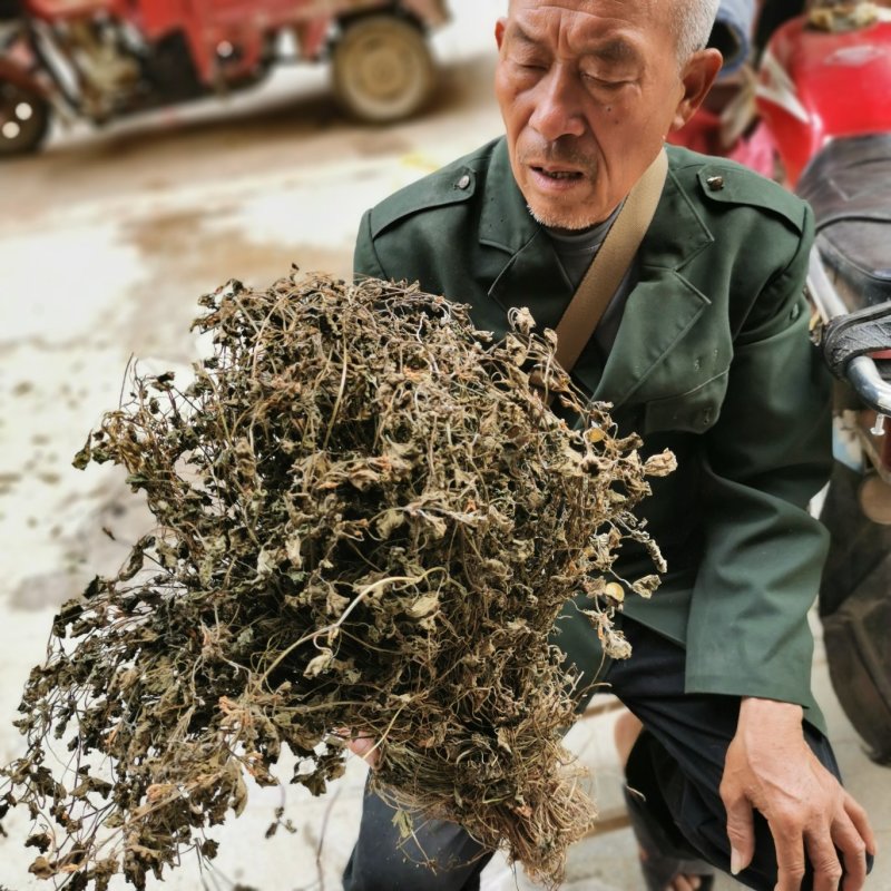 金钱草小叶干货野生