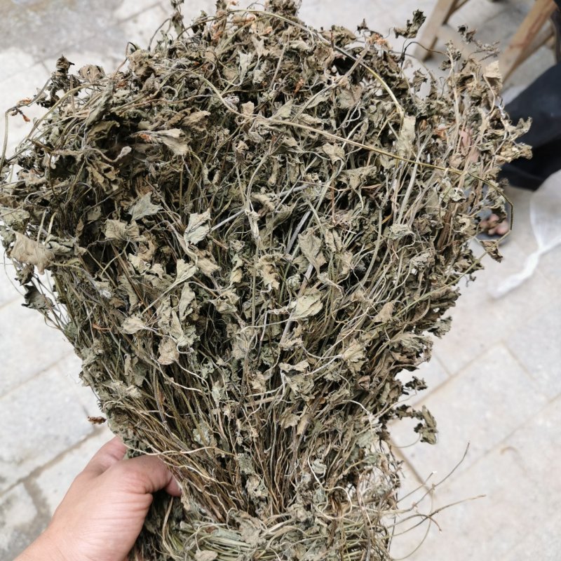 金钱草小叶干货野生
