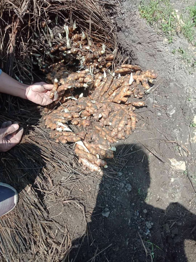 广西柳州瑶山香辣火姜(2020新老姜)