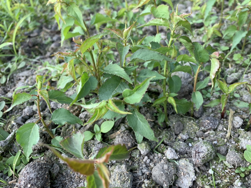 四川青梅酸梅芽苗乌梅毛桃芽苗